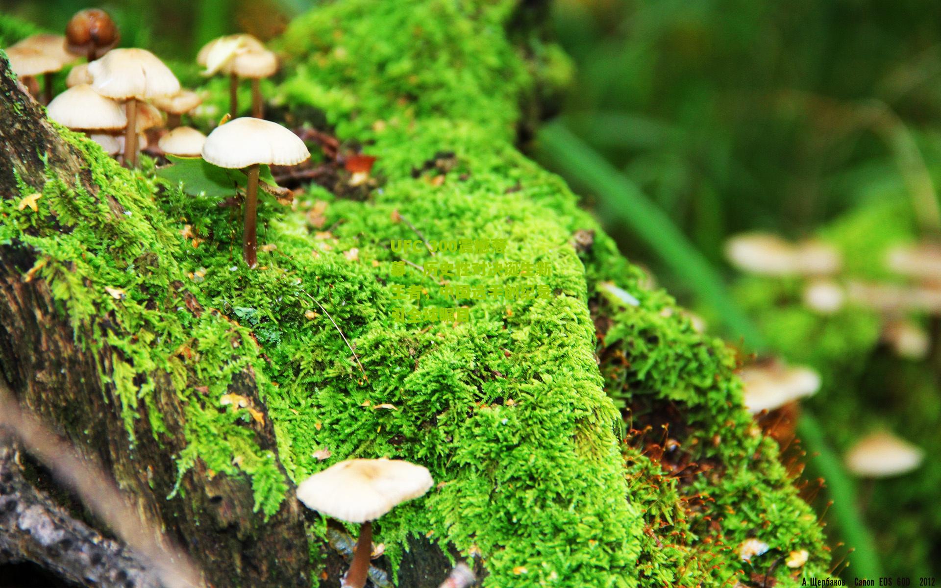 UFC 300震撼落幕,历史性对决诞生新王者,中国选手创纪录引全球瞩目